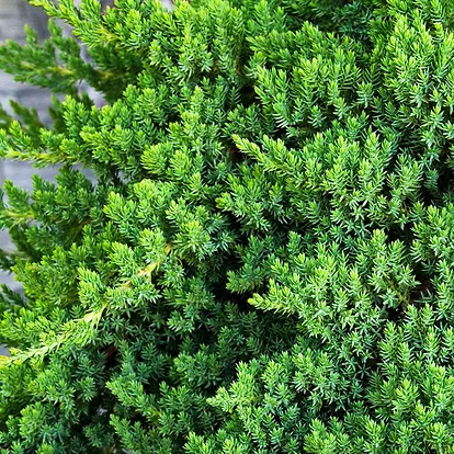 Dwarf Garden Juniper For Sale Online | The Tree Center