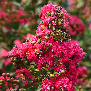 Enduring Fuchsia Crape Myrtle | The Tree Center