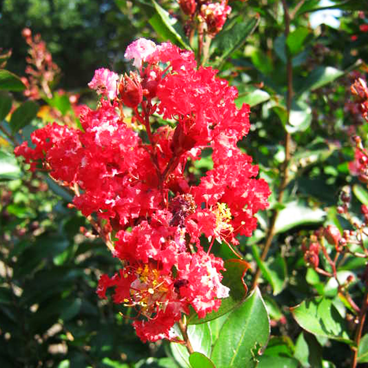 Enduring Fuchsia Crape Myrtle 