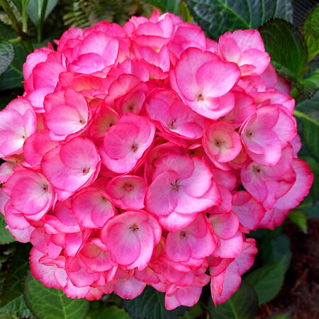 Firefly Hydrangea For Sale Online | The Tree Center