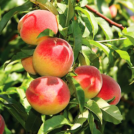 Flavorich Peach For Sale Online | The Tree Center