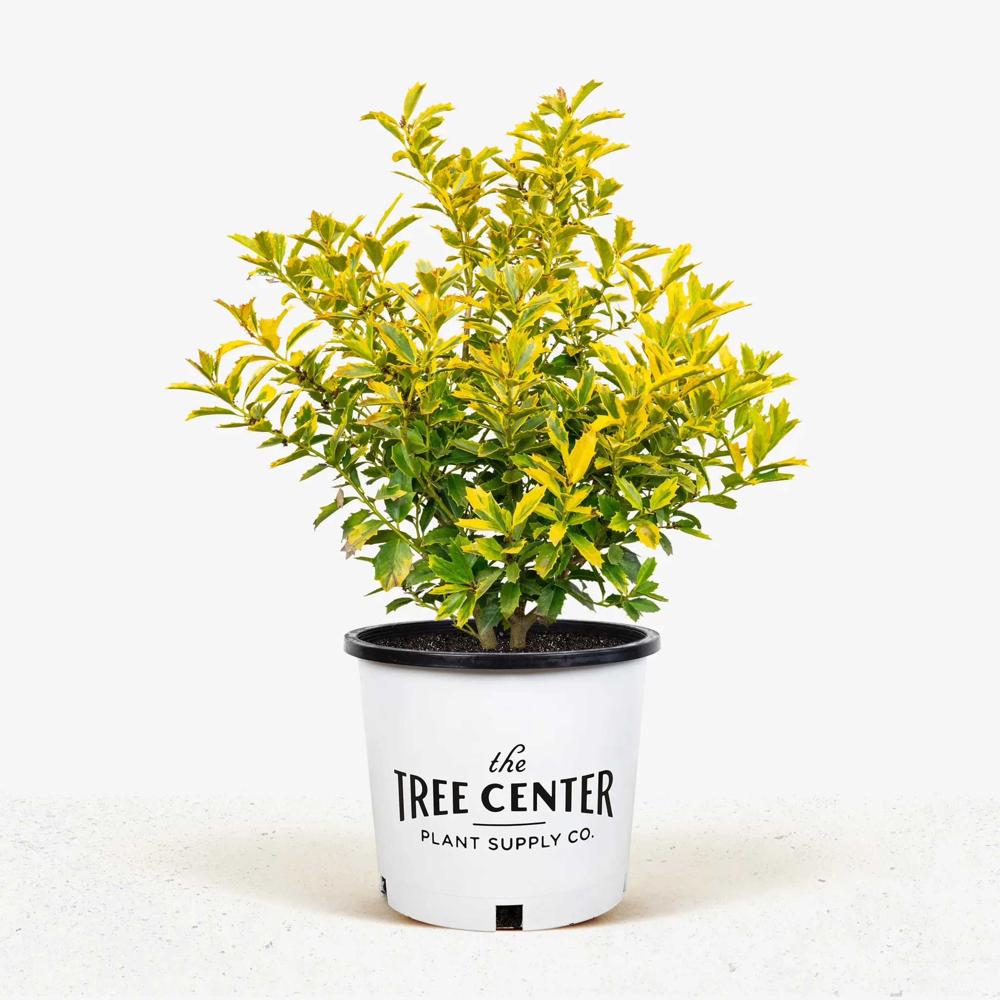 Golden Oakland® Holly For Sale Online | The Tree Center