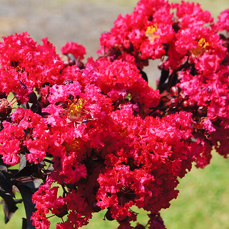 Indulgence® Raspberry Gelato Crape Myrtle For Sale Online | The Tree Center