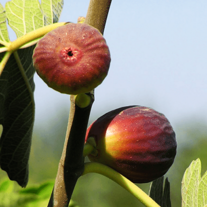 Italian Everbearing Fig For Sale Online 