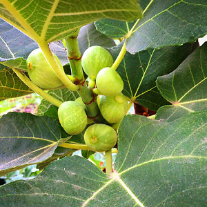 ‘Kadota’ Fig For Sale Online | The Tree Center