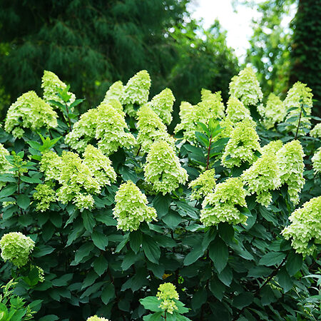 Limelight Prime® Hydrangea For Sale Online | The Tree Center