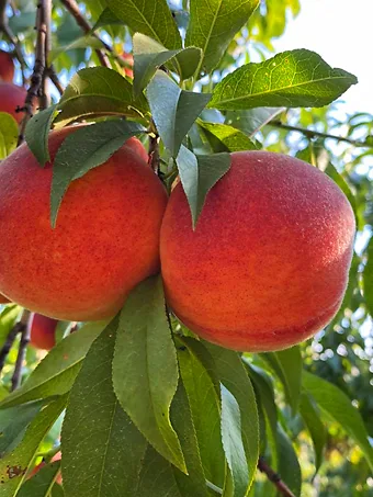 Fairtime Peach Tree for Sale - Grow Organic