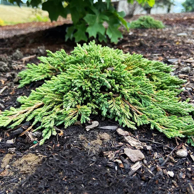 Pancake Juniper For Sale Online | The Tree Center