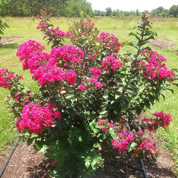 Princess Zoey Crape Myrtle | The Tree Center