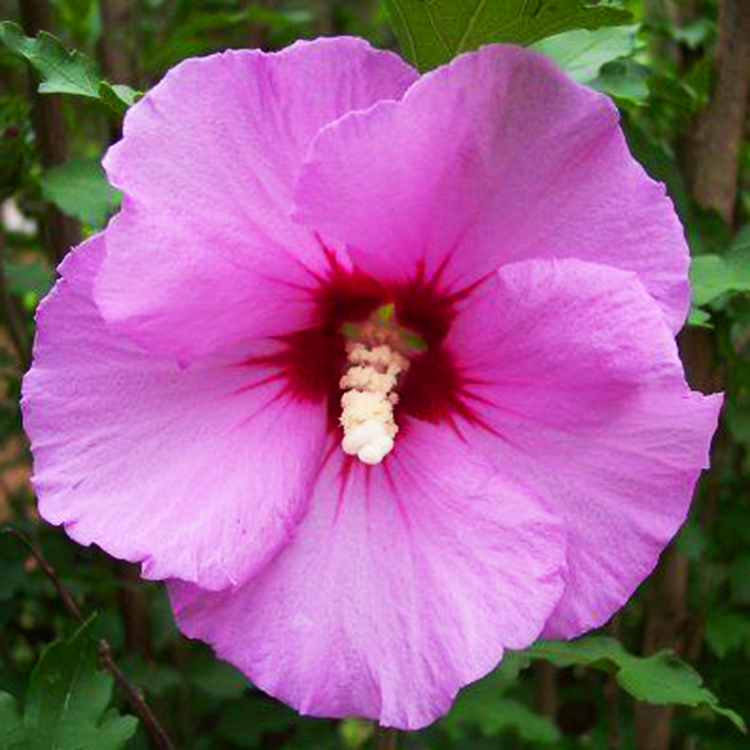 Purple Satin® Rose of Sharon For Sale Online | The Tree Center