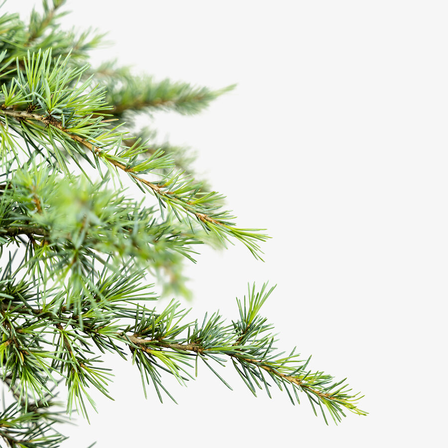 Sanders BlueHimalayan Cedar For Sale Online | The Tree Center