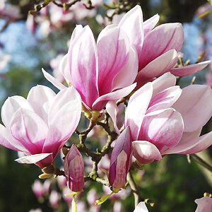 Saucer Magnolia For Sale Online | The Tree Center