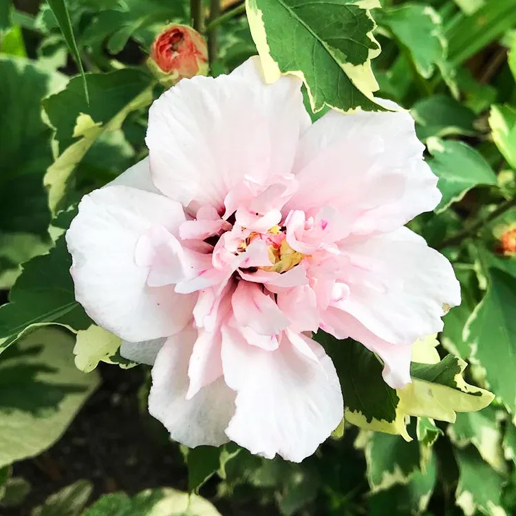 Sugar Tip® Rose of Sharon For Sale Online | The Tree Center