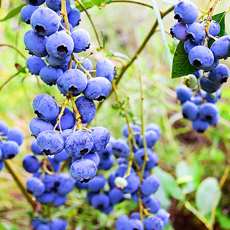 Top Hat Blueberry For Sale Online | The Tree Center