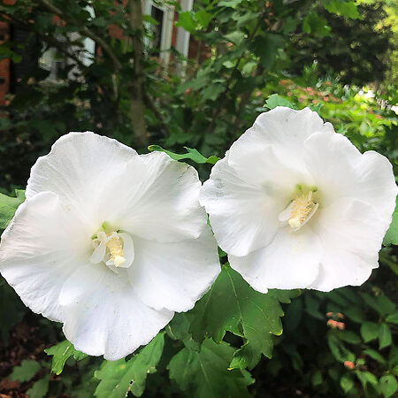 White Chiffon® Rose Of Sharon For Sale Online 