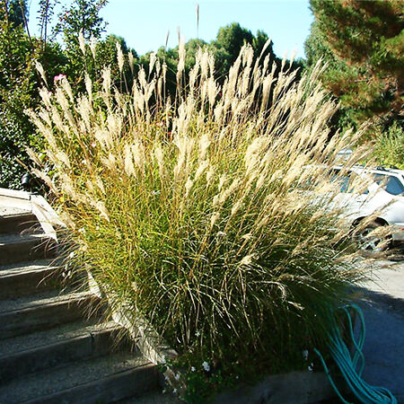 Yaku Jima Maiden Grass For Sale Online | The Tree Center