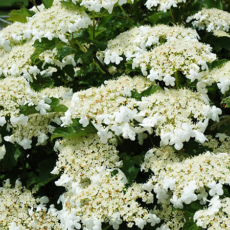 Bailey Compact Viburnum For Sale Online | The Tree Center