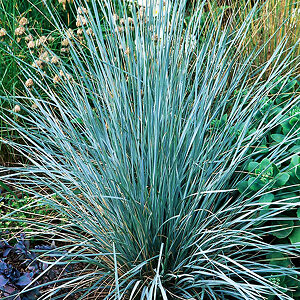 Blue Oat Grass For Sale Online | The Tree Center