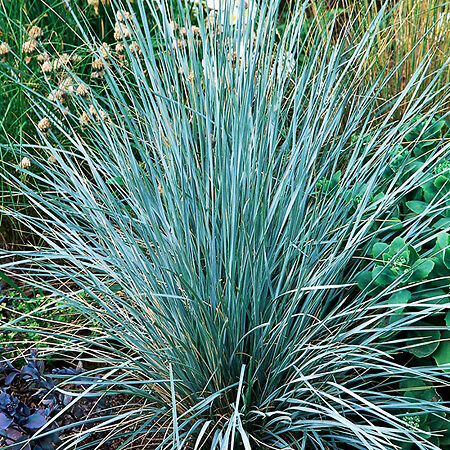 Blue Oat Grass For Sale Online 