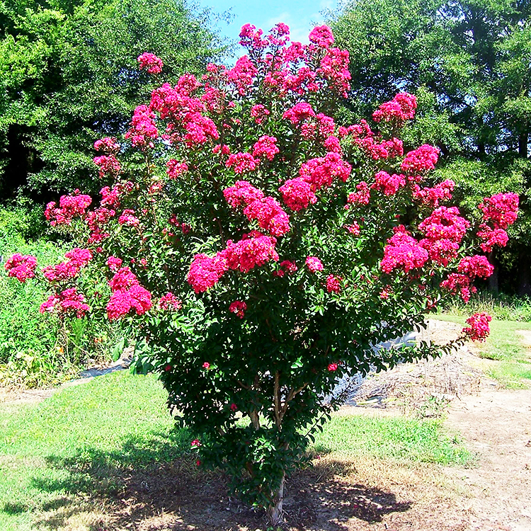 Centennial Spirit Crape Myrtle For Sale Online | The Tree Center