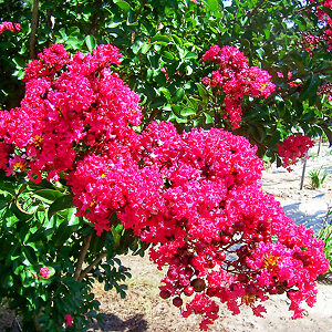 Centennial Spirit Crape Myrtle For Sale Online 