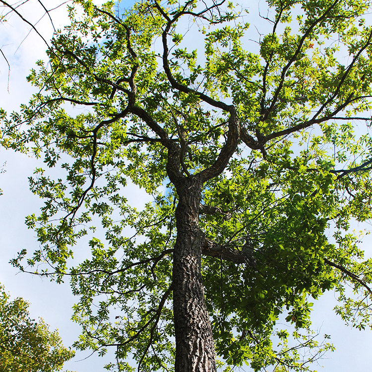 Chestnut Oak For Sale