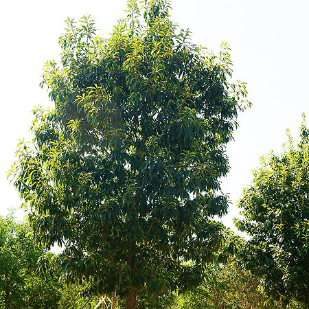 Chinkapin Oak For Sale Online | The Tree Center