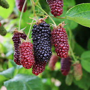 Columbia Giant Blackberry For Sale Online | The Tree Center