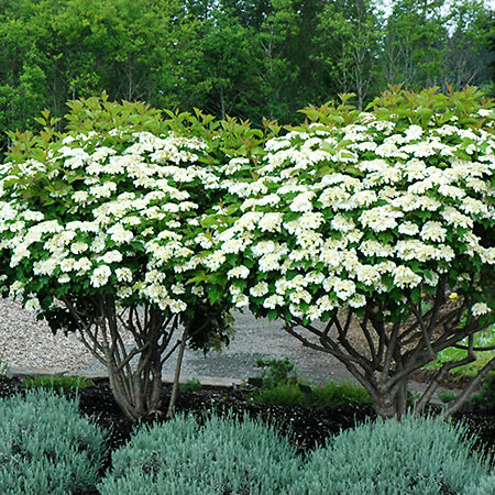 Compact Cranberrybush For Sale Online | The Tree Center