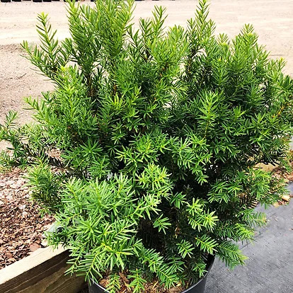 Dark Green Spreader Yew For Sale Online 