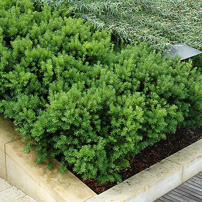 Dark Green Spreader Yew For Sale Online | The Tree Center