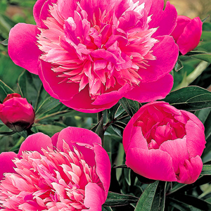 Madame Emile Debatène Peony For Sale Online | The Tree Center