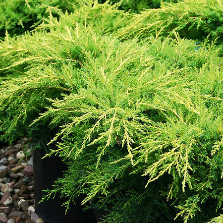 Gold Star Juniper For Sale Online | The Tree Center