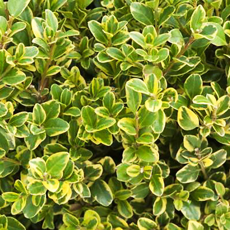 Golden Triumph Boxwood For Sale Online | The Tree Center