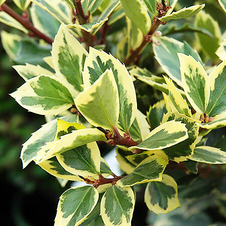 Honey Maid Holly For Sale Online | The Tree Center