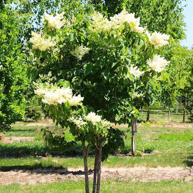 Ivory Silk Japanese Tree Lilac For Sale Online The Tree Center 