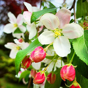 Japanese Flowering Crabapple For Sale Online | The Tree Center