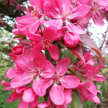 Japanese Flowering Crabapple For Sale Online | The Tree Center