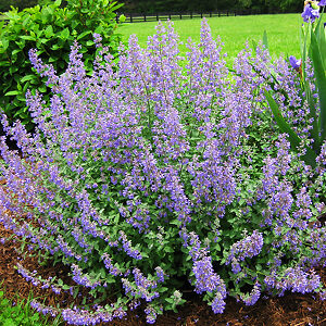 Junior Walker Catmint For Sale Online | The Tree Center