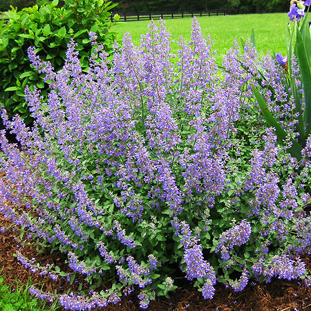 Junior Walker Catmint For Sale Online | The Tree Center