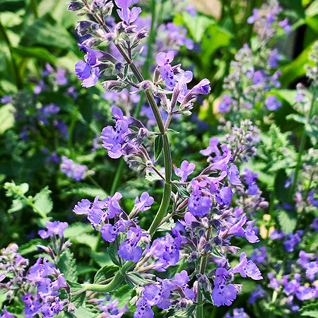 Junior Walker Catmint For Sale Online 