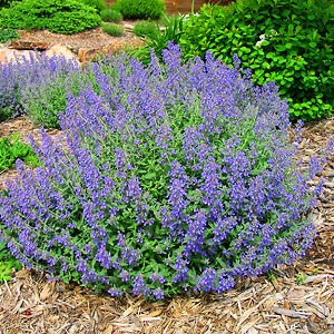 Junior Walker Catmint For Sale Online | The Tree Center