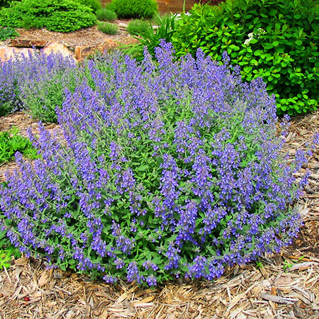 Junior Walker Catmint For Sale Online | The Tree Center