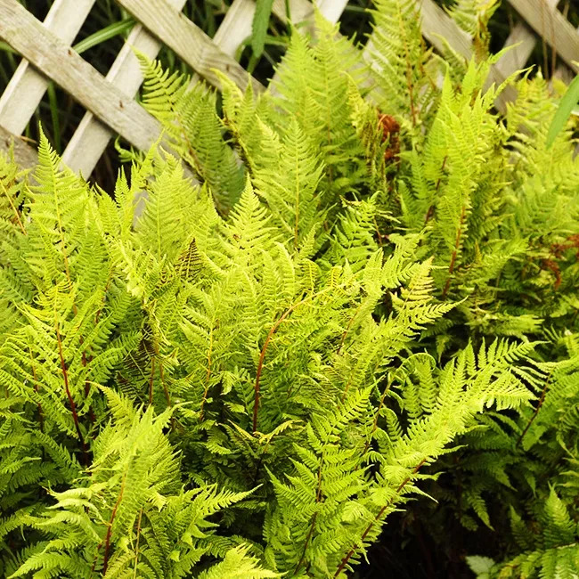 Lady in Red Lady Fern For Sale Online | The Tree Center