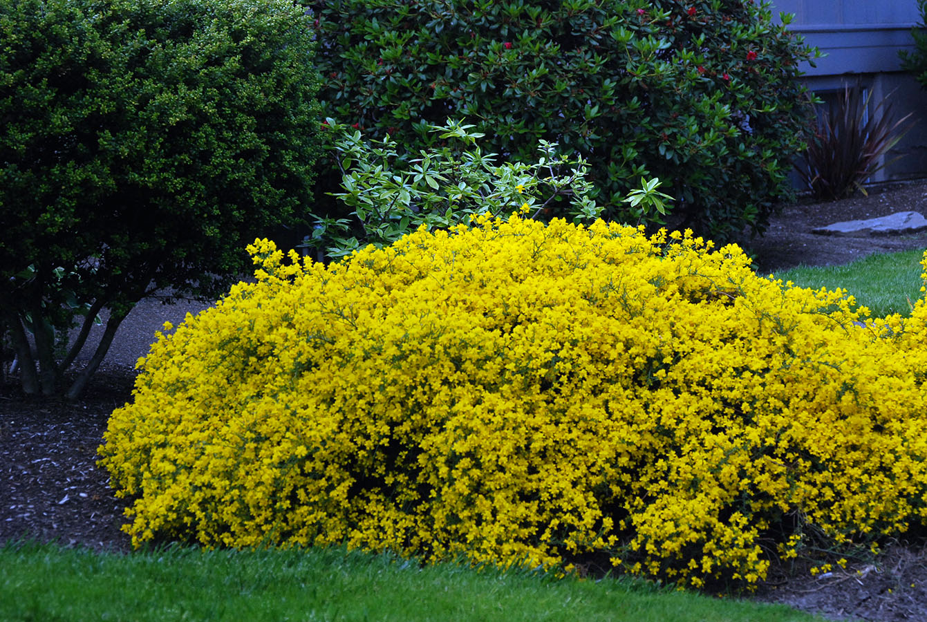 Lydian Broom For Sale Online | The Tree Center