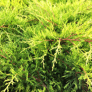 Old Gold Juniper For Sale Online | The Tree Center