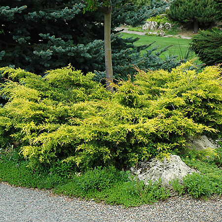 Old Gold Juniper For Sale Online | The Tree Center