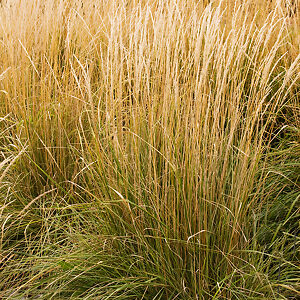 Variegated Reed Grass For Sale Online | The Tree Center