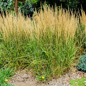 Variegated Reed Grass For Sale Online 