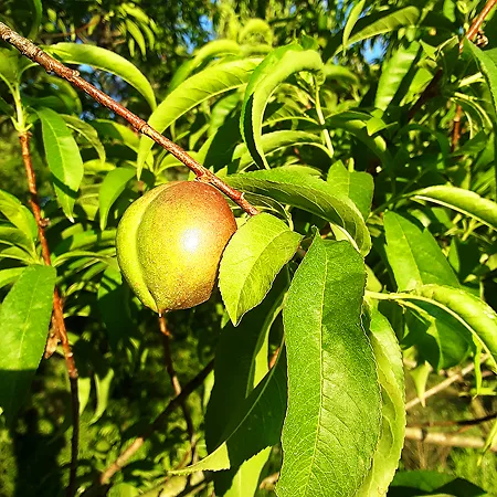 Nectarine Trees